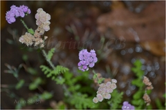 Cyathocline purpurea